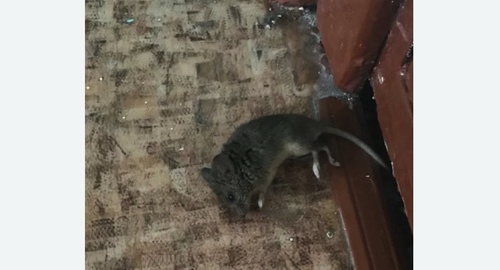Дезинфекция от мышей в САО Москвы